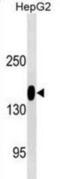 CD13 antibody, abx025458, Abbexa, Western Blot image 