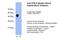 5-Hydroxytryptamine Receptor 1A antibody, PA5-46832, Invitrogen Antibodies, Western Blot image 