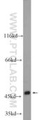 Wnt Family Member 6 antibody, 24201-1-AP, Proteintech Group, Western Blot image 