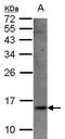 Signal Recognition Particle 14 antibody, PA5-27554, Invitrogen Antibodies, Western Blot image 