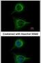 SBDS Ribosome Maturation Factor antibody, PA5-28950, Invitrogen Antibodies, Immunofluorescence image 