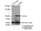 WD Repeat Domain 24 antibody, 20778-1-AP, Proteintech Group, Immunoprecipitation image 