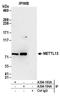 EEF1A Lysine And N-Terminal Methyltransferase antibody, A304-194A, Bethyl Labs, Immunoprecipitation image 