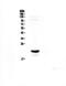 CD81 Molecule antibody, PA5-79004, Invitrogen Antibodies, Western Blot image 