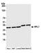 Ribosomal Protein L7 antibody, NB100-2269, Novus Biologicals, Western Blot image 