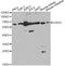 UDP-Glucose 6-Dehydrogenase antibody, A1210, ABclonal Technology, Western Blot image 