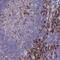 SLAM Family Member 7 antibody, NBP2-37951, Novus Biologicals, Immunohistochemistry frozen image 