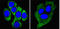 Keratin 8 antibody, abx010621, Abbexa, Enzyme Linked Immunosorbent Assay image 