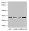 Matrix Metallopeptidase 7 antibody, LS-C285563, Lifespan Biosciences, Western Blot image 