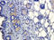 Myosin Heavy Chain 1 antibody, orb378187, Biorbyt, Immunohistochemistry paraffin image 