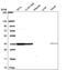 Factor Interacting With PAPOLA And CPSF1 antibody, NBP2-55078, Novus Biologicals, Western Blot image 