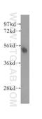 Nuclear Prelamin A Recognition Factor antibody, 12173-1-AP, Proteintech Group, Western Blot image 