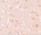 NLR Family Pyrin Domain Containing 7 antibody, NBP1-76290, Novus Biologicals, Immunohistochemistry frozen image 