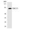 X-Ray Repair Cross Complementing 5 antibody, LS-C200821, Lifespan Biosciences, Western Blot image 