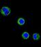 CD1e Molecule antibody, LS-C168521, Lifespan Biosciences, Immunofluorescence image 