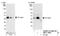 Casein Kinase 1 Alpha 1 antibody, NBP1-18880, Novus Biologicals, Western Blot image 