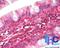Latexin antibody, NBP2-24530, Novus Biologicals, Immunohistochemistry paraffin image 
