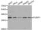 Serine And Arginine Rich Splicing Factor 10 antibody, abx004632, Abbexa, Western Blot image 