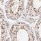 WD Repeat Domain 25 antibody, HPA003113, Atlas Antibodies, Immunohistochemistry frozen image 