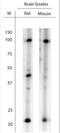 Leucine-rich repeat and immunoglobulin-like domain-containing nogo receptor-interacting protein 1 antibody, NBP1-46335, Novus Biologicals, Western Blot image 