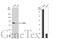 CD2 Associated Protein antibody, GTX106235, GeneTex, Western Blot image 