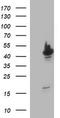 Tubulin Beta 2A Class IIa antibody, M06868-2, Boster Biological Technology, Western Blot image 