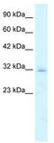 Claudin 15 antibody, TA334207, Origene, Western Blot image 