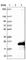 RAB Interacting Factor antibody, HPA027715, Atlas Antibodies, Western Blot image 