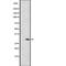 Olfactory Receptor Family 6 Subfamily C Member 75 antibody, PA5-67885, Invitrogen Antibodies, Western Blot image 