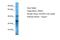 Olfactory Receptor Family 4 Subfamily S Member 2 antibody, A17688, Boster Biological Technology, Western Blot image 