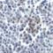 TNF Superfamily Member 14 antibody, LS-C669108, Lifespan Biosciences, Immunohistochemistry frozen image 