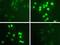 Signal Transducer And Activator Of Transcription 1 antibody, 700349, Invitrogen Antibodies, Immunofluorescence image 