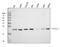 Prostaglandin E Synthase 3 antibody, M04136-3, Boster Biological Technology, Western Blot image 