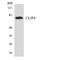 CAP-Gly Domain Containing Linker Protein Family Member 4 antibody, LS-C291810, Lifespan Biosciences, Western Blot image 