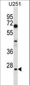 Hes Family BHLH Transcription Factor 1 antibody, LS-C166841, Lifespan Biosciences, Western Blot image 