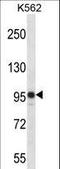 SAP130 antibody, LS-C162863, Lifespan Biosciences, Western Blot image 