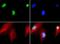 Nth Like DNA Glycosylase 1 antibody, GTX30107, GeneTex, Immunofluorescence image 