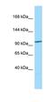 Acyl-CoA Oxidase Like antibody, orb326700, Biorbyt, Western Blot image 
