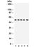 Abl Interactor 1 antibody, R32280, NSJ Bioreagents, Western Blot image 