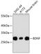 Brain Derived Neurotrophic Factor antibody, 13-788, ProSci, Western Blot image 