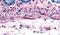 Adrenoceptor Alpha 1B antibody, PA5-32660, Invitrogen Antibodies, Immunohistochemistry paraffin image 