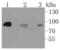 Inhibitor Of Nuclear Factor Kappa B Kinase Subunit Beta antibody, NBP2-67659, Novus Biologicals, Western Blot image 