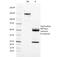 DNA Topoisomerase I Mitochondrial antibody, 33-332, ProSci, Immunohistochemistry paraffin image 