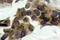 NFKB Inhibitor Alpha antibody, LS-C177916, Lifespan Biosciences, Immunohistochemistry frozen image 
