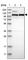 Isoleucyl-tRNA synthetase, mitochondrial antibody, HPA024212, Atlas Antibodies, Western Blot image 