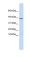 Chromosome 18 Open Reading Frame 25 antibody, orb325689, Biorbyt, Western Blot image 