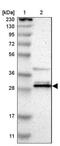 General Transcription Factor IIF Subunit 2 antibody, NBP1-89922, Novus Biologicals, Western Blot image 