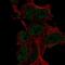 Low Density Lipoprotein Receptor Class A Domain Containing 4 antibody, NBP2-56724, Novus Biologicals, Immunofluorescence image 