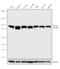 Cell Division Cycle 5 Like antibody, 711866, Invitrogen Antibodies, Western Blot image 