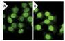 Polyubiquitin-B antibody, sc-8017, Santa Cruz Biotechnology, Immunofluorescence image 